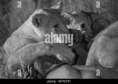 Marsh orgoglio dei leoni (Panthera leo) alimentazione su un Wildebeast durante la notte, il Masai Mara, Kenya, prese con telecamera a infrarossi, Settembre Foto Stock