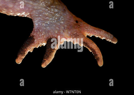 Close-up delle pastiglie nuziale di un maschio di rospo comune (Bufo bufo) durante la stagione della riproduzione, fotografato in condizioni controllate, Belgio, Marzo. Foto Stock