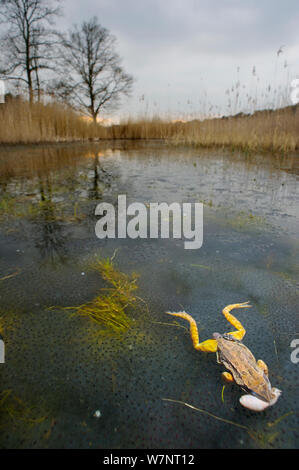 Una femmina morta Rana comune (Rana temporaria) sulla parte superiore delle frizioni di uovo, Belgio, Marzo. Foto Stock