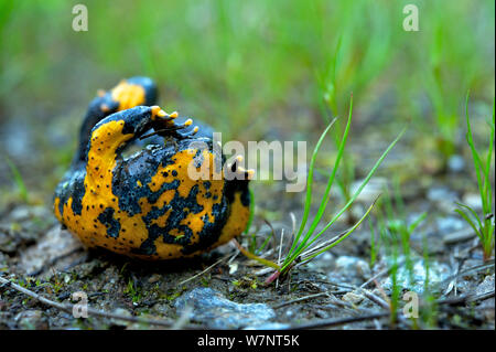 Ululone dal ventre giallo (Bombina variegata scabra) eseguendo un unken reflex al fine di mostrare la colorazione di avvertimento sulla underparts del suo corpo, Repubblica di Macedonia, maggio. Foto Stock