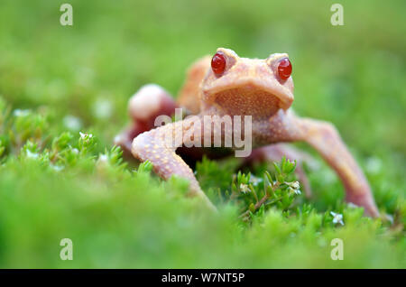 Albino il rospo comune (Bufo bufo), Belgio, Agosto. Foto Stock