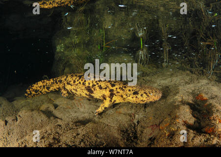 Il gigante giapponese salamander (Andrias japonicus) Hino River, Tottori, Giappone, Settembre. Foto Stock