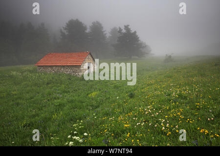 Rifugio di montagna vicino alla parte superiore della Valle de Combeau, con prato di fiori selvaggi contenente Trifoglio del piede dell'Uccello (Lotus corniculatus), Margherita occhio di bue (Leucanthemum vulgare) e Montagna Fiordaliso (Centaurea), Parc Naturel Regional du Vercors, Francia, giugno 2012. Foto Stock