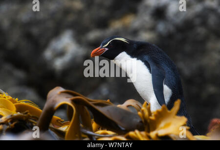 Insidie isola pinguini (Eudyptes robustus) Snares Island, Nuova Zelanda, specie vulnerabili. Novembre. Foto Stock