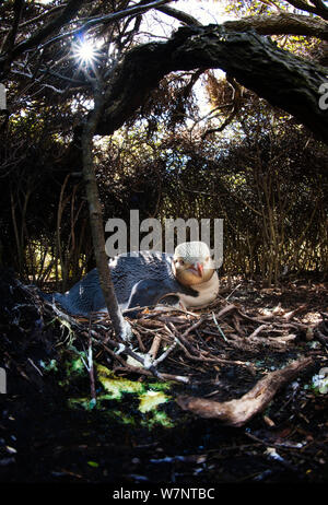 Giallo-eyed Penguin (Megadyptes antipodes) al sito di nidificazione nel bosco, specie in via di estinzione, Isola di Auckland, Nuova Zelanda. Novembre. Foto Stock