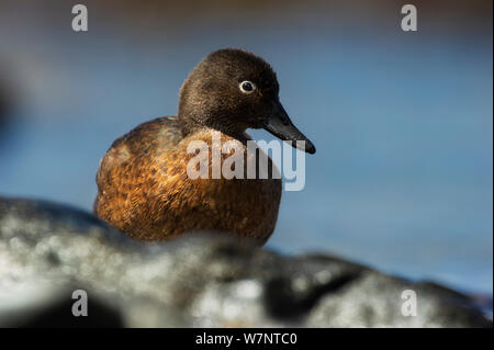 Auckland Teal (Anas aucklandica) endemica di Auckland isole a sud della Nuova Zelanda. Novembre. Foto Stock