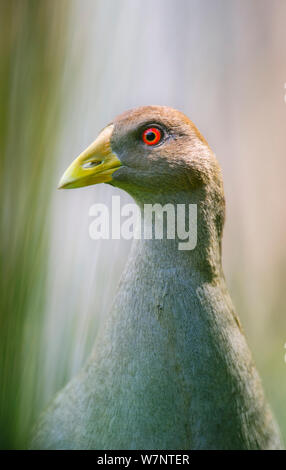 Tasmanian Nativehen (Gallinula mortierii) degli uccelli endemici della Tasmania. Bruny Island, la Tasmania. Foto Stock