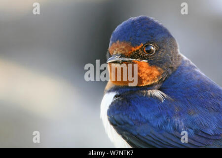 Unione Barn Swallow (Hirundo rustica) Oland Svezia, possono Foto Stock