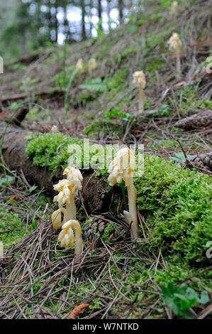 Dutchman's canalizzazione(Hypopitys monotropa) impianto di saprofiti prive di clorofilla, crescendo sotto coppia pini sulle dune costiere, North Norfolk, Regno Unito, Giugno Foto Stock