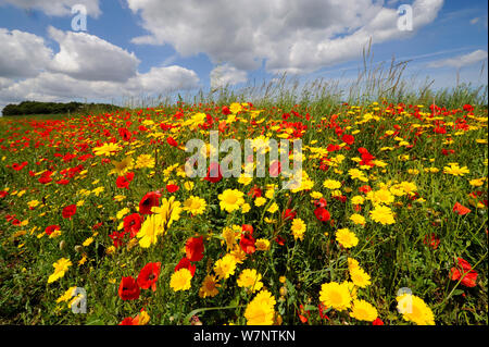 Comune di papavero (Papaver rhoeas) e mais calendula (crisantemo segetum) fioritura su un promontorio di seminativi, UK, Luglio Foto Stock