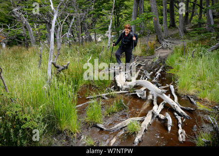 Escursionista su un 'Boggy trail nella valle del Frances, Parco Nazionale di Torres del Paine nella Patagonia cilena. Modello rilasciato. Foto Stock