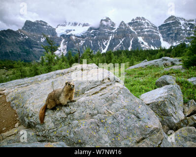 Annoso marmotta (Marmota caligata) su una roccia nel Parco Nazionale di Banff, montagne rocciose, Canada Foto Stock