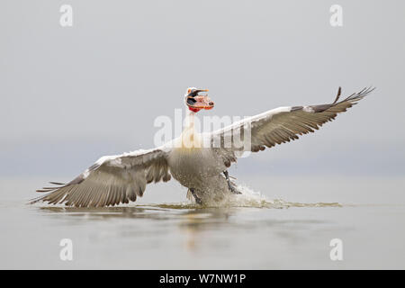 Pellicano dalmata (Pelecanus crispus) con pesce nel becco, tenuto spento per evitare il furto da altri pellicani. Il lago di Kerkini, in Grecia, in marzo. Foto Stock