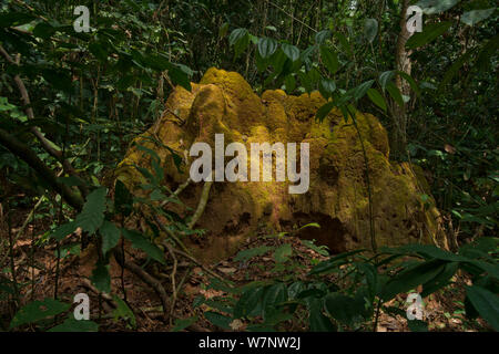 Termite (Macrotermes) mound situato nella foresta interna, Bai Hokou, Dzanga-Ndoki National Park, Repubblica Centrale Africana Foto Stock