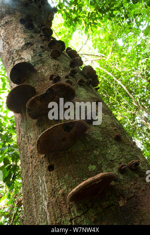 Staffa funghi che crescono su un vecchio albero morto trunk, una specie non identificato, Bai Hokou, Dzanga-Ndoki National Park, Repubblica Centrale Africana Foto Stock