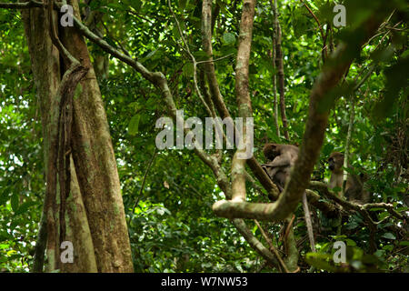 Agile mangabey (Cercocebus agilis) appoggio femmina con maschio alfa da vicino. Bai Hokou, Dzanga-Ndoki National Park, Repubblica Centrafricana. Foto Stock