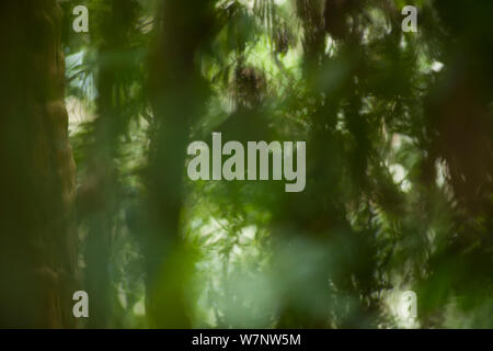 Soft focus moody forest scenic vicino a Bai ricerca Hokou camp, Dzanga-Ndoki National Park, Repubblica Centrale Africana Foto Stock