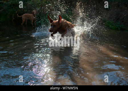 Vizsla ungherese cane che corre attraverso stream, un altro in background Foto Stock