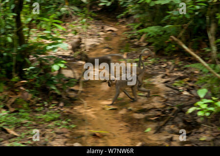 Agile mangabey femmina (Cercocebus agilis) con il giovane sul retro, foresta di attraversamento di flusso. Bai Hokou, Dzanga-Ndoki National Park, Repubblica Centrale Africana Foto Stock