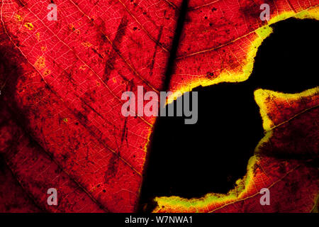 'Mosombo' leaf close-up (dettaglio Irvingia grandifolia) Bai Hokou, Dzanga-Ndoki National Park, Repubblica Centrafricana. Foto Stock