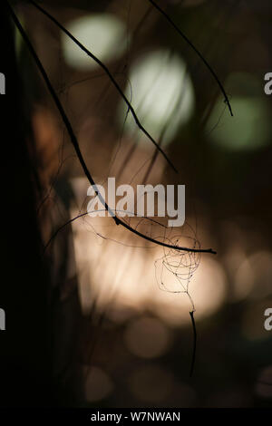 La fruttificazione fungina culmi spuntano da marciume steli di piante, essi stabilire se stessi prima della diffusione di spore fungine torna sul suolo della foresta. Bai Hokou, Dzanga-Ndoki National Park, Repubblica Centrafricana. Foto Stock
