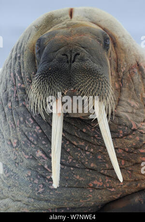 Tricheco (Odobenus rosmaris) ritratto frontale, Svalbard, Norvegia Foto Stock