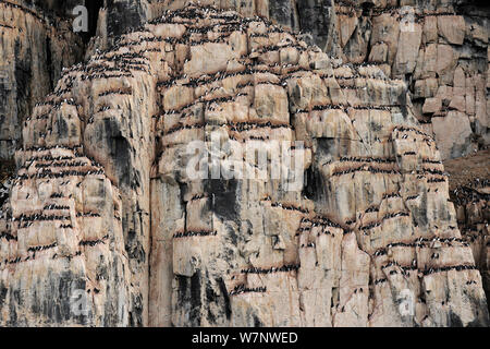 Brunnich's Guillemot (Uria lomvia) colonia nidificazione su scogliere, Svalbard, Norvegia Luglio Foto Stock