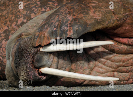 Tricheco (Odobenus rosmaris) in appoggio con la pinna sulla faccia, Svalbard, Norvegia Foto Stock