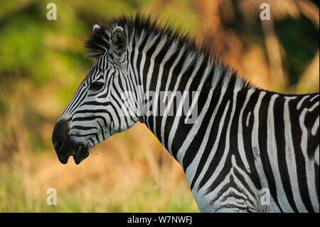 Zebra comune (Equus quagga) profilo ritratto, Durban, Sud Africa Foto Stock