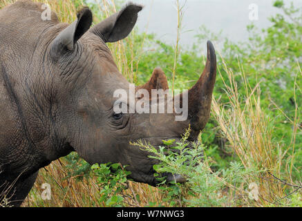 Rinoceronte bianco (Cerathorium simum) di pascolare su bush, iMfolozi National Park, Sud Africa Foto Stock