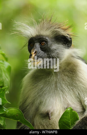 Zanzibar Red Colobus (Piliocolobus kirkii) ritratto, Jozany foresta, Zanzibar, Tanzania. Altamente in pericolo di estinzione Foto Stock