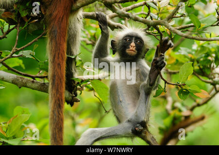 Zanzibar Red Colobus (Piliocolobus kirkii) giovani giocando nella struttura ad albero, Jozany foresta, Zanzibar, Tanzania. Altamente in pericolo di estinzione Foto Stock