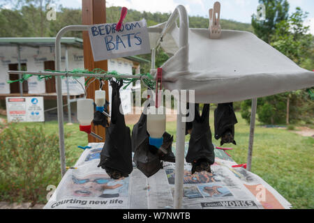 Spectacled flying fox (Pteropus conspicillatus) bebè appeso nel loro nido a Tolga Bat Hospital, North Queensland, Australia, Ottobre 2012 Foto Stock