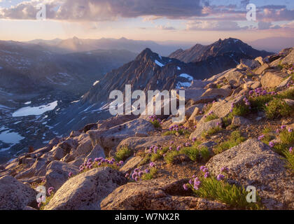 Sky pilota (Polemonium eximium)fioritura con vedute della Sierra Nevada vicino alla vetta del Monte Agassiz, John Muir Wilderness, California, luglio 2010. La prominente picchi sono foto puzzle e Cloudripper. Foto Stock