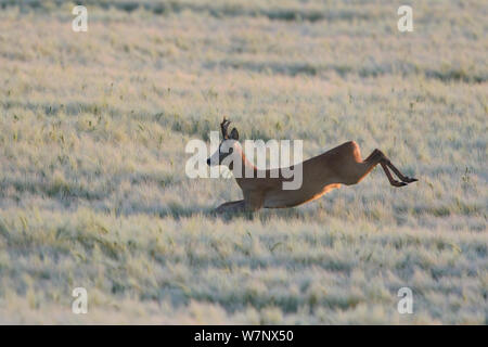 Il capriolo (Capreolus capreolus) maschio in esecuzione in campo. Vosges, Francia, Agosto. Foto Stock