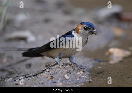 Rosso-rumped Swallow (Cecropis daurica ritratto). Estremadura, Spagna, maggio. Foto Stock