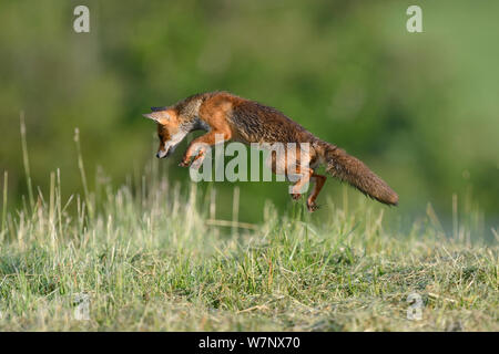 Red Fox (Vulpes vulpes vulpes) spolvero per la cattura delle prede. Vosges, Francia, Luglio. Foto Stock