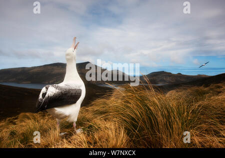 Southern royal albatross (Diomedea epomophora) chiamando, Campbell Island, Nuova Zelanda. Novembre. Foto Stock