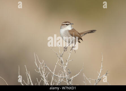 Bewick's Wren (Thryomanes bewickii ritratto). Mono bacino lacustre, California, USA, aprile. Foto Stock