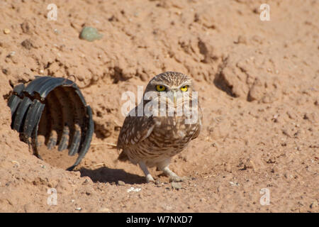 Scavando la civetta (Athene cunicularia) al di fuori del suo nido artificiale burrow (plastica tubo annegato nella banca di terra). Salton Sea National Wildlife Refuge, California, USA, ottobre. Foto Stock