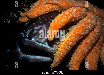 Girasole stella di mare (Pycnopodia helianthoides) lavaggio Lingcod morto (Ophiodon elongatus) Isola di Vancouver, British Columbia, Canada Oceano Pacifico settentrionale Foto Stock