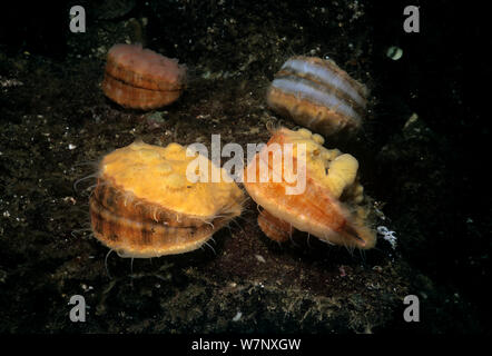 Spinoso di capesante di rosa (Chlamys hastata) incrostato con spugna, Isola di Vancouver, British Columbia, Canada, Oceano Pacifico. Foto Stock