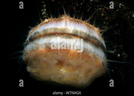 Spinosa smerlo rosa (Chlamys hastata) incrostato con spugna che mostra gli occhi fuori di peering. Isola di Vancouver, British Columbia, Canada, Oceano Pacifico Foto Stock