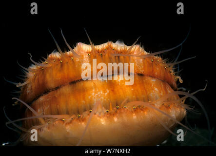 Spinosa smerlo rosa (Chlamys hastata) incrostato con spugna che mostra gli occhi fuori di peering, Isola di Vancouver, British Columbia, Canada, Oceano Pacifico Foto Stock