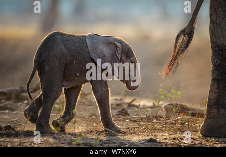 Elefante africano (Loxodonta africana) i bambini molto piccoli a seguito madre, Parco Nazionale di Mana Pools, Zimbabwe, Ottobre 2012 Foto Stock
