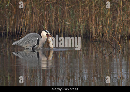 Airone cinerino (Ardea cinerea) mangiare pesci di grandi dimensioni, Strumpshaw Fen, RSPB riserva, Norfolk, Regno Unito, novembre Foto Stock