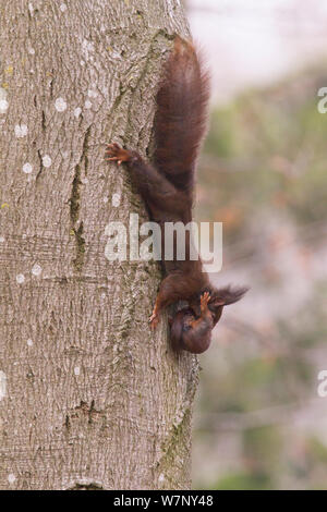 Red scoiattolo (Sciurus vulgaris) bambino portando nella sua bocca, Germania, Marzo Foto Stock