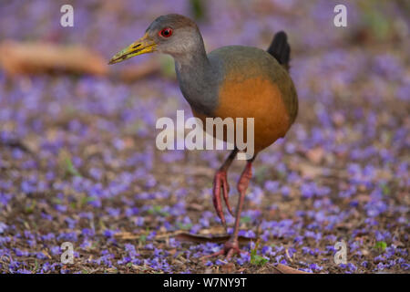 Grigio-legno a collo alto-rampa (Aramides cajanea), Pantanal, Brasile Foto Stock