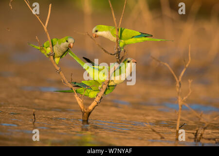 Monaco parrocchetto (Myiopsitta monachus) appollaiato sul ramo nel mezzo del fiume, Pantanal, Brasile Foto Stock
