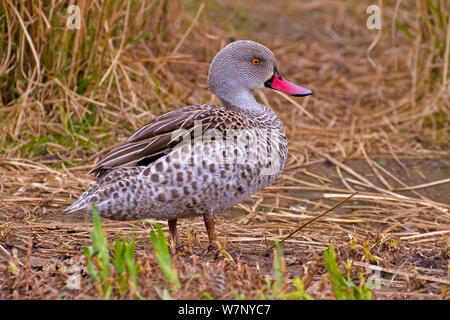 Capo maschio Teal (Anas capensis). Endemica in Africa sub-sahariana. Captive. Foto Stock